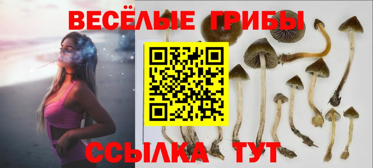 Галлюциногенные грибы Cubensis  Псилоцибиновые грибы Cubensis  Вход с VPN  Гусь-Хрустальный 